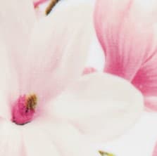 colorImage